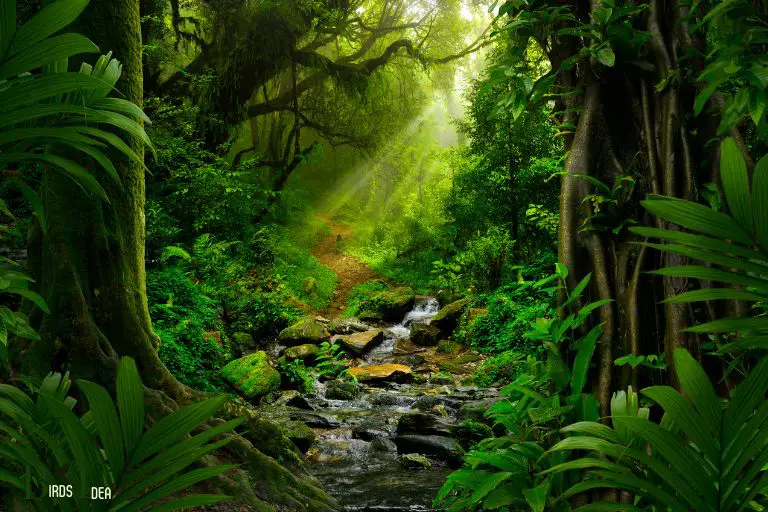 . Tropical Rainforests