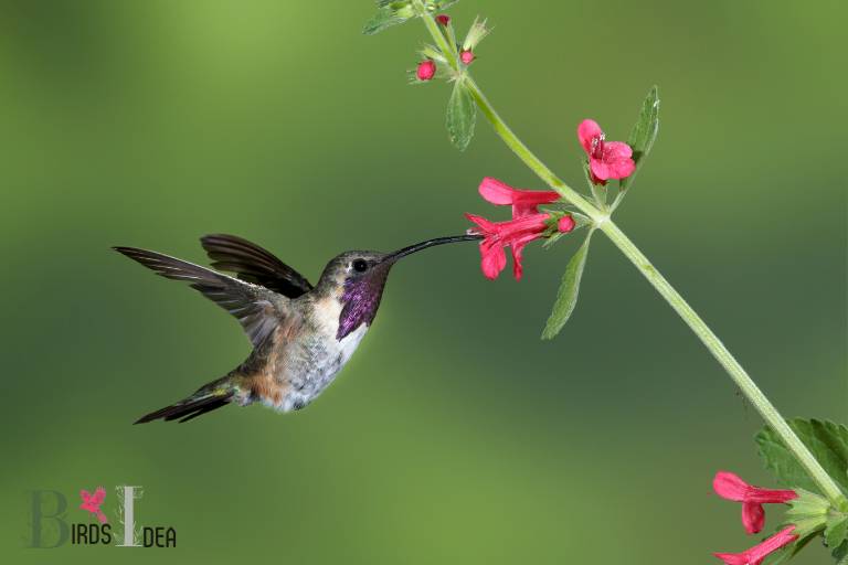 . Lucifer Hummingbird