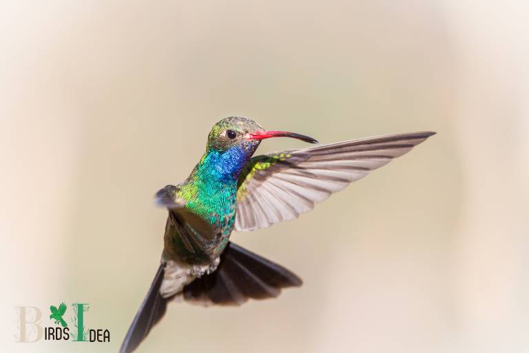 . Broad billed Hummingbird