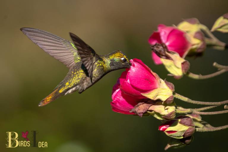 . Rivolis Hummingbird