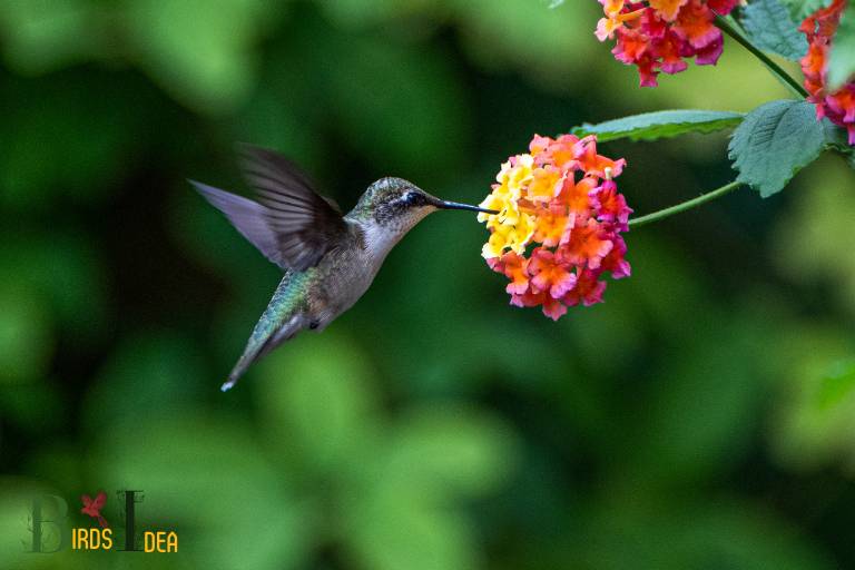 . Xantuss Hummingbird