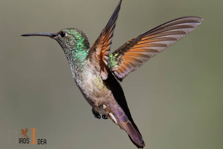 . Berylline Hummingbird