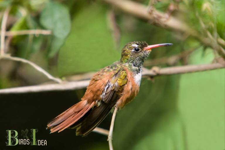 . Buff bellied Hummingbird