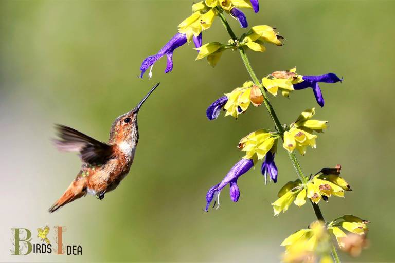 . Cinnamon Hummingbird