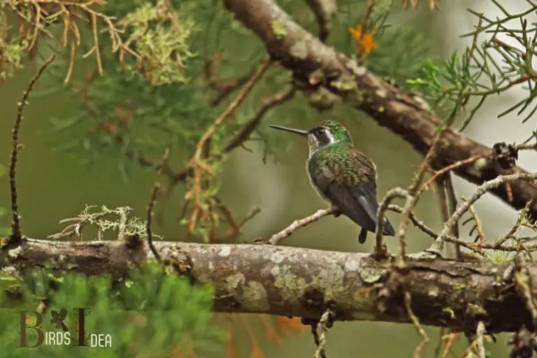 . White eared Hummingbird