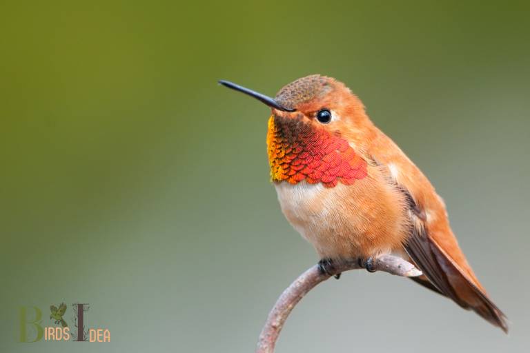 . Rufous Hummingbird