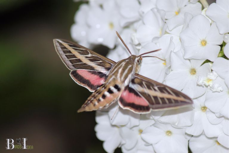 . White lined sphinx moth Hyles lineata