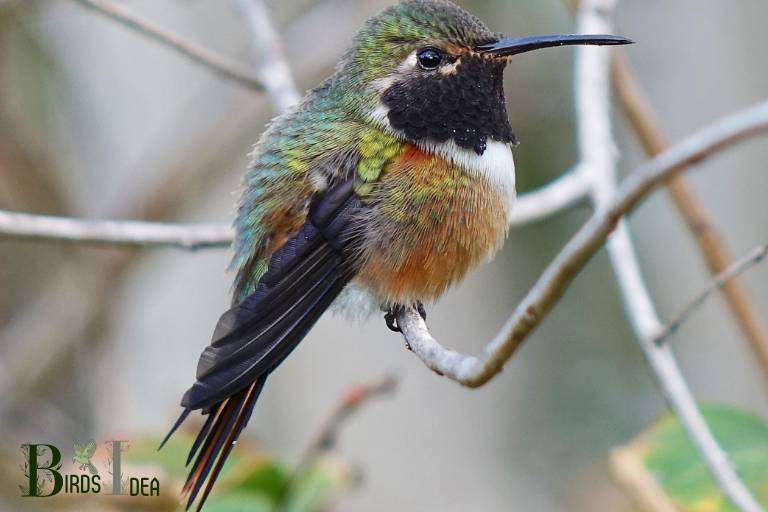 . Bahama Woodstar Hummingbird