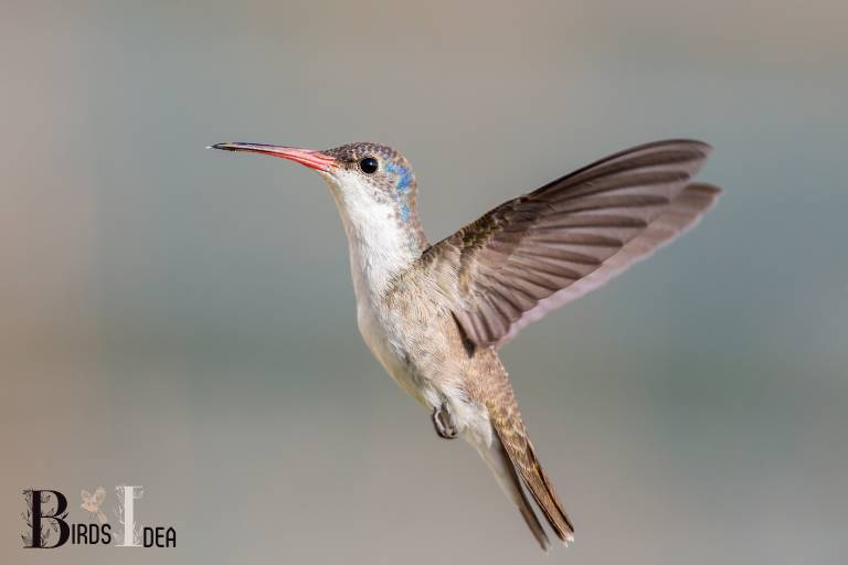 . Violet crowned Hummingbird