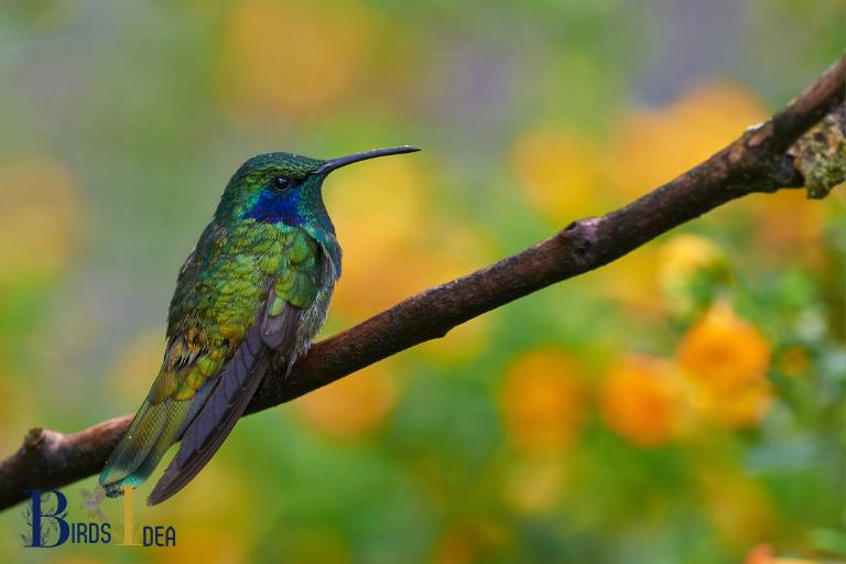 . Green violet ear hummingbird