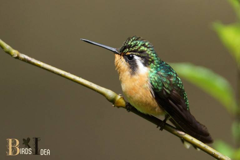 . Blue throated Mountain gem