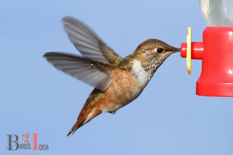 . selasphorus hummingbird
