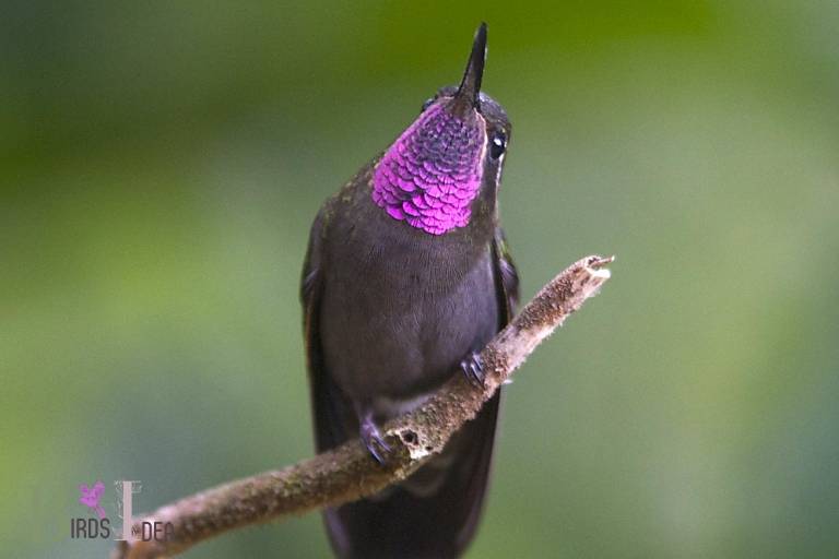 . Amethyst throated Mountain gem