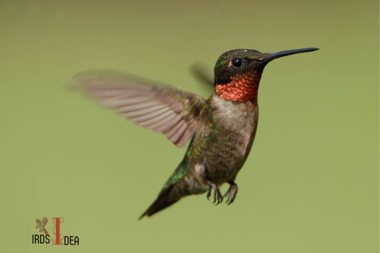 . Ruby throated Hummingbird