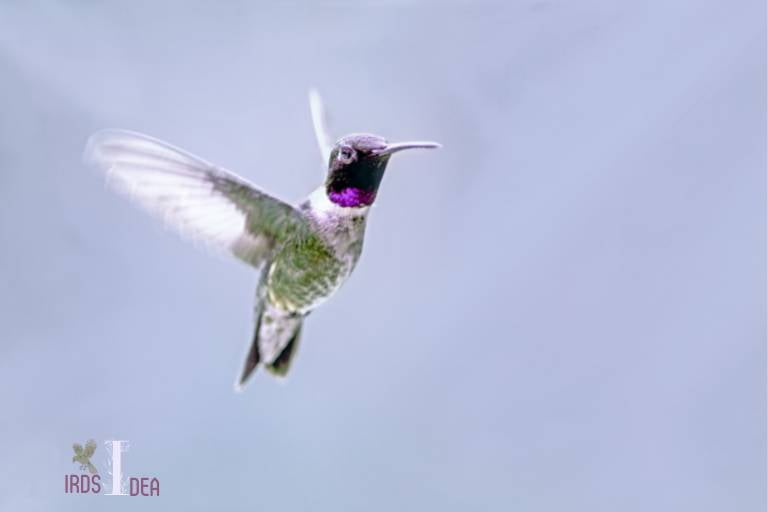 . Black chinned Hummingbird