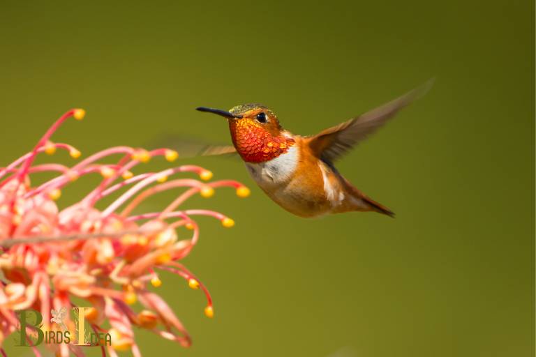 . Allens Hummingbird