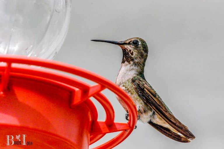 Different Types Of Hummingbird Feeders Explain 