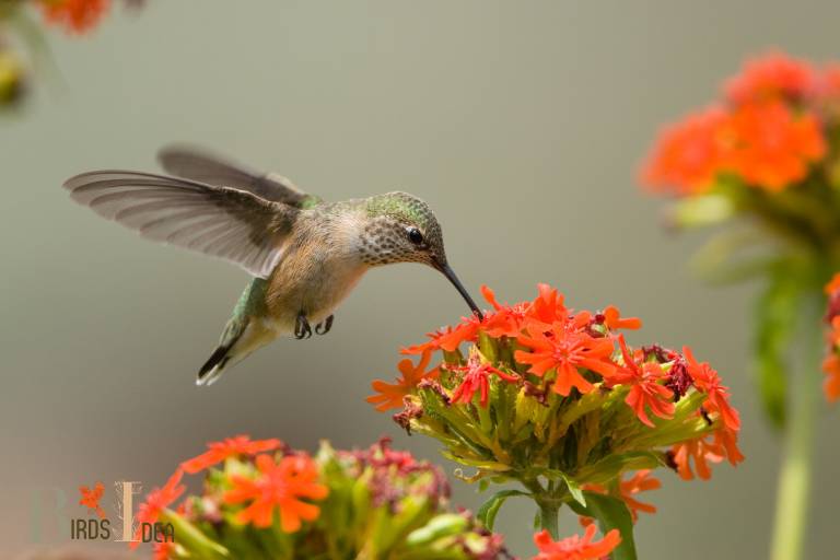 . Calliope Hummingbird