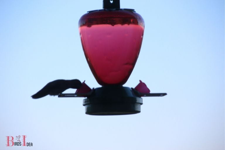. Nectar Concentrate Feeders