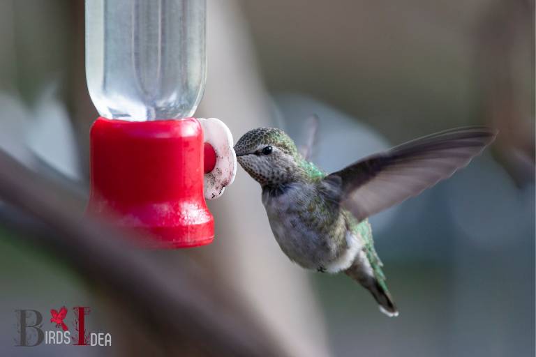 . Broad tailed Hummingbird