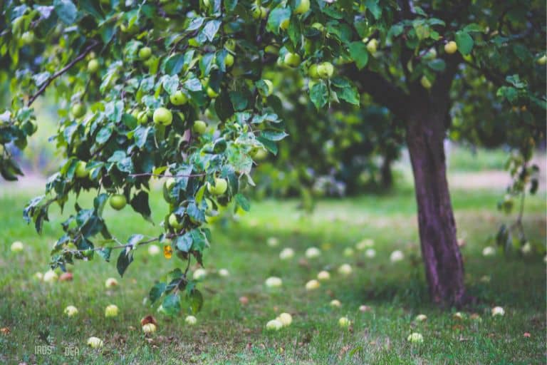 Apple trees