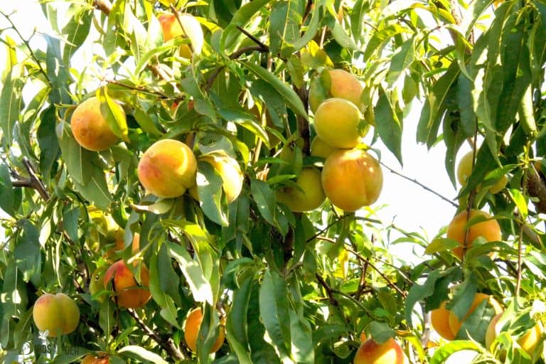 Apricot trees