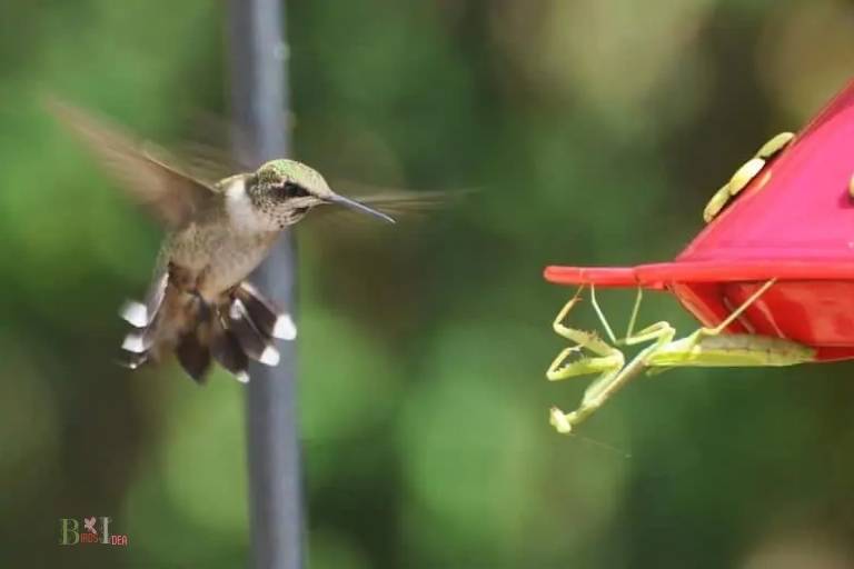 Are Hummingbirds Long Lived Compared to Other Bird Species