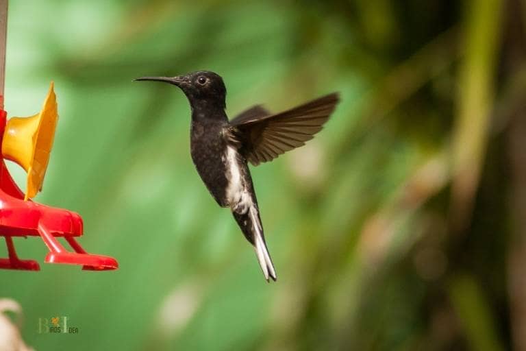 Black Hummingbirds