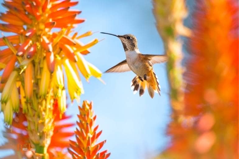 Brown and tan Hummingbirds