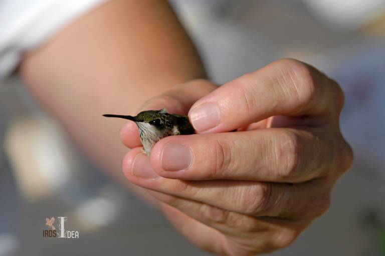 Can Physically Interacting with a Hummingbird Bring Good Luck