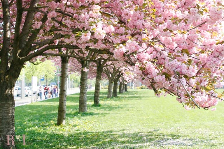 Cherry trees