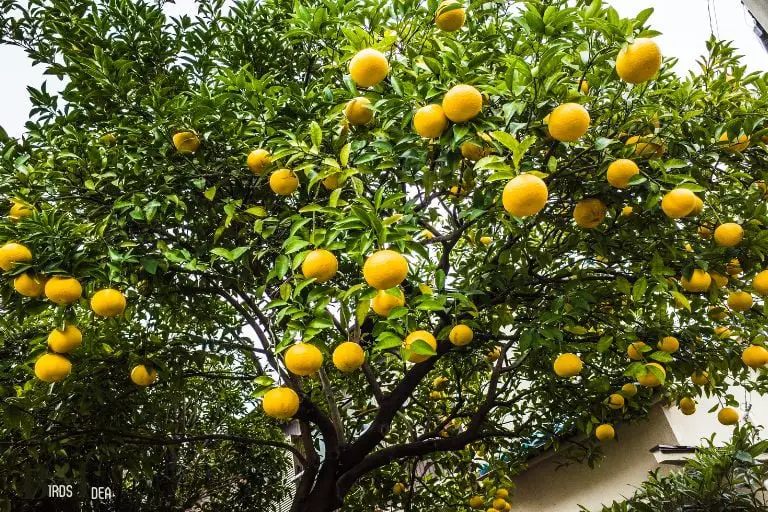 Citrus trees