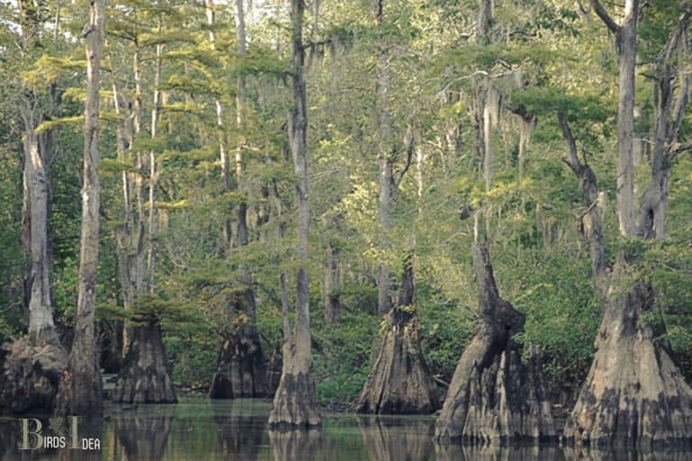 Cypress trees