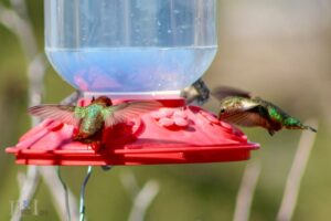 Different Types of Hummingbird Feeders