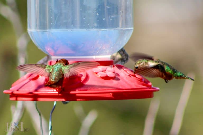 Different Types Of Hummingbird Feeders Explain 