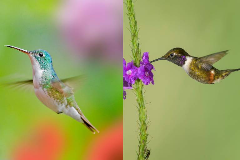 Do Different Species of Hummingbirds Make Different Sounds