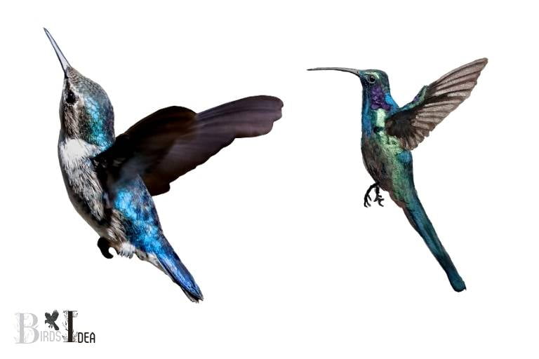 Do Different Species of Hummingbirds React Differently To Fear
