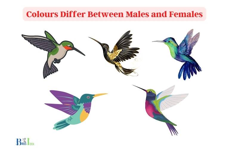 Do Hummingbird Colours Differ Between Males and Females