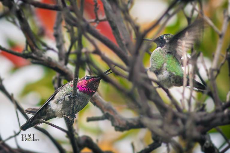 Do Hummingbirds Make Sounds During Mating Season
