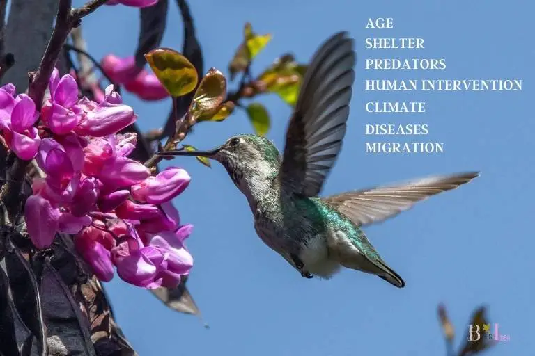 Factors Affecting Lifespan of a Hummingbird