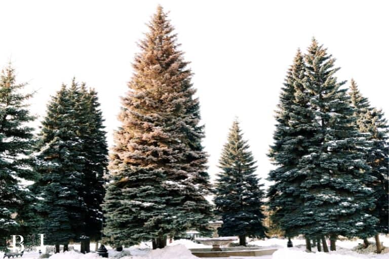 Fir trees