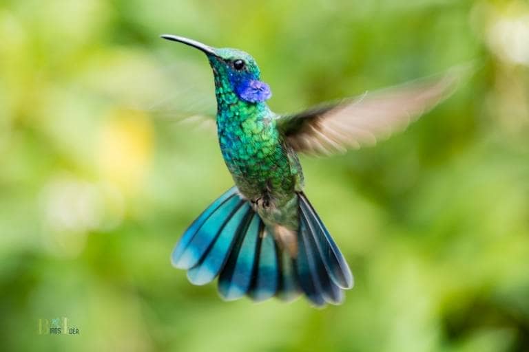 Green Hummingbirds