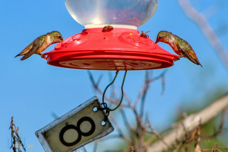 How Can I Attract Hummingbirds to My Feeder