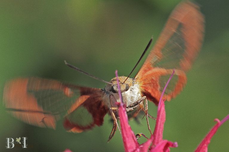 How Do Hummingbird Moths Reproduce