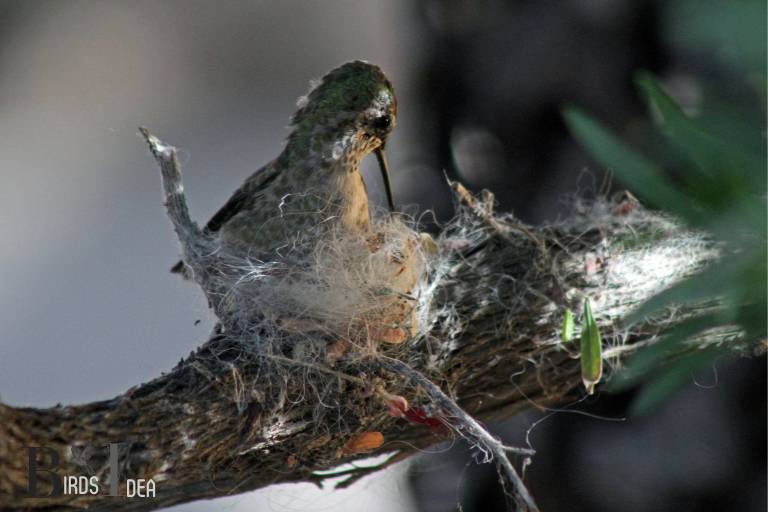 How Do Hummingbirds Construct Their Nests