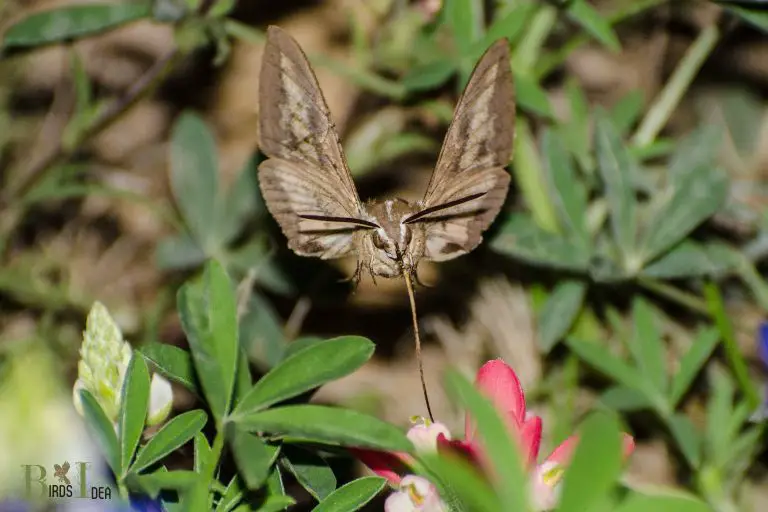 How Long Do Hummingbird Moths Live