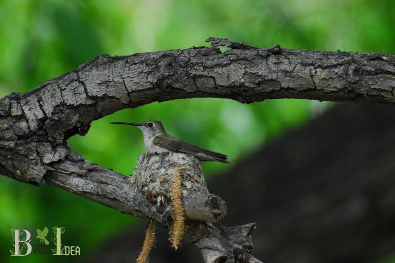 How Long Does It Take To Build a Hummingbird Nest