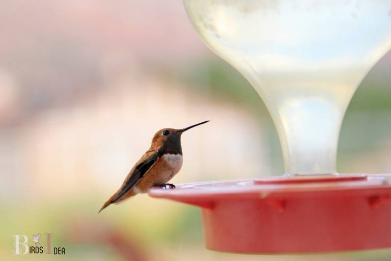 How Much Food Do Hummingbirds Need