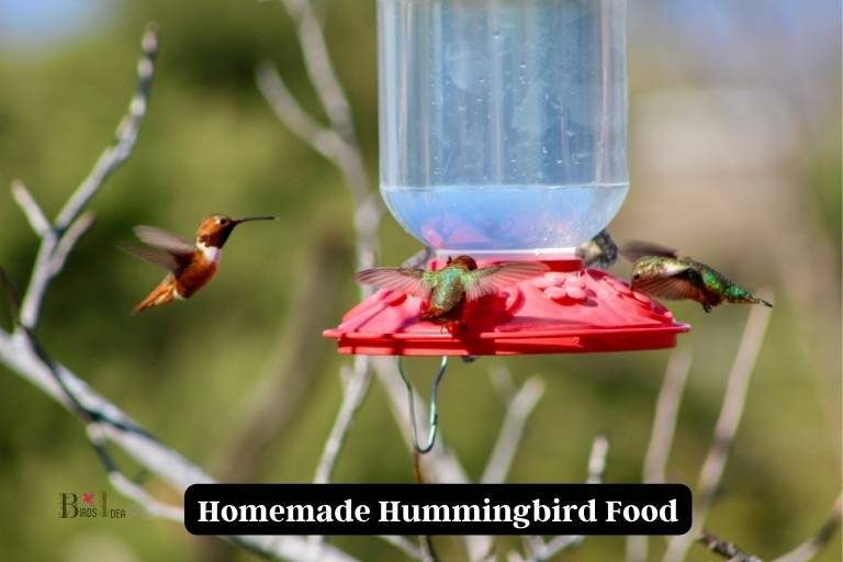 How To Make Homemade Hummingbird Food