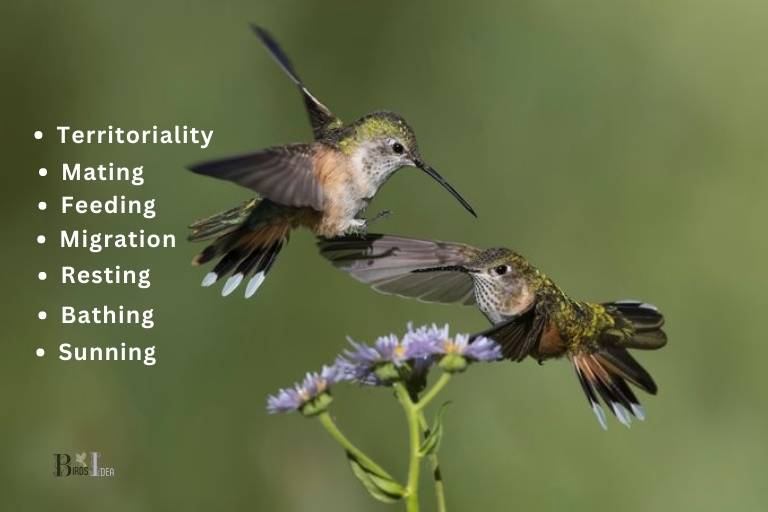 Hummingbird Behaviors